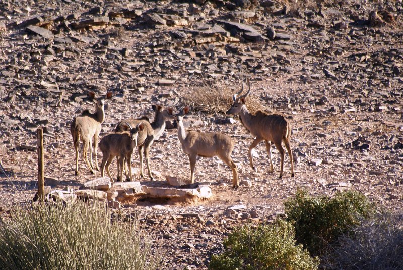 Na (554).JPG - Kudus           